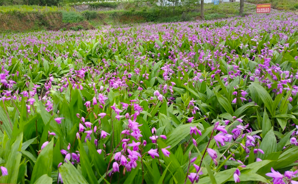 種植基地